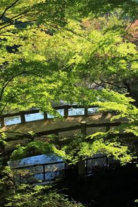 Preview wallpaper bridge, river, summer, greens