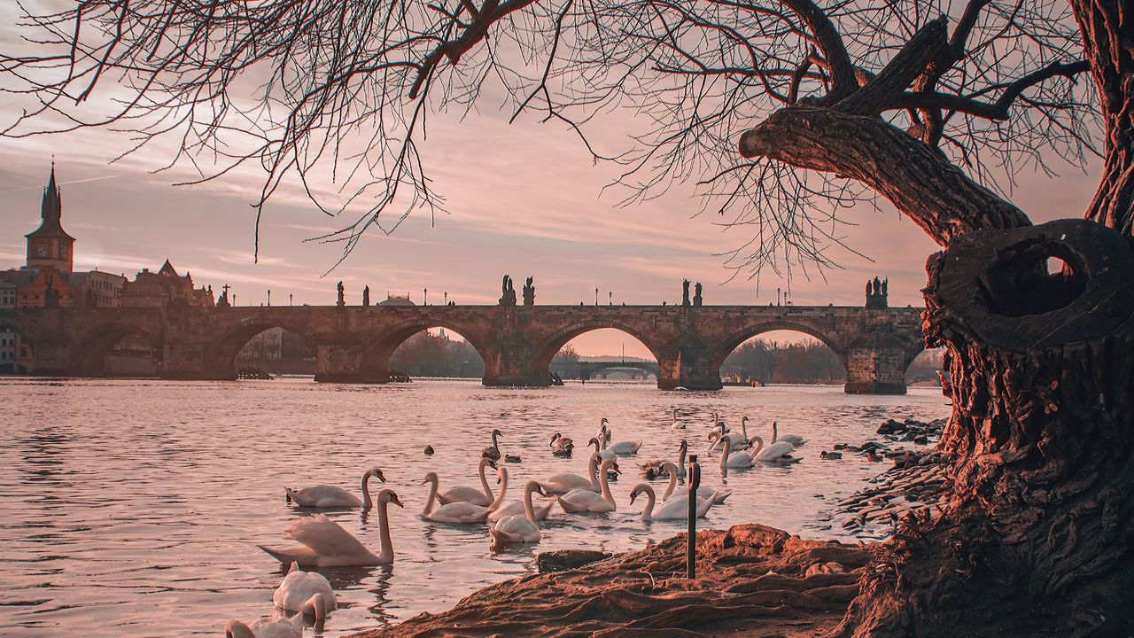 Wallpaper bridge, river, swans, branches