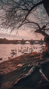 Preview wallpaper bridge, river, swans, branches