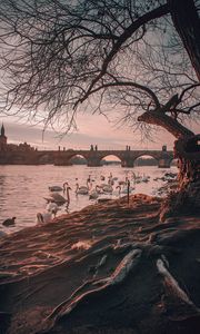 Preview wallpaper bridge, river, swans, branches