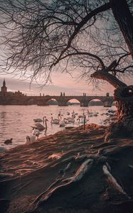 Preview wallpaper bridge, river, swans, branches