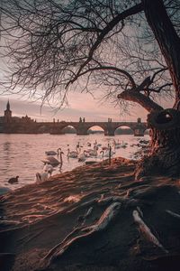 Preview wallpaper bridge, river, swans, branches