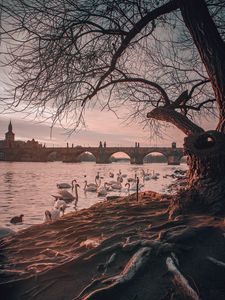 Preview wallpaper bridge, river, swans, branches