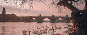 Preview wallpaper bridge, river, swans, branches