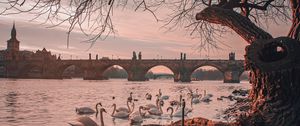 Preview wallpaper bridge, river, swans, branches