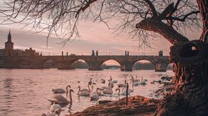 Preview wallpaper bridge, river, swans, branches