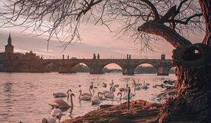 Preview wallpaper bridge, river, swans, branches