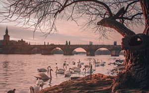 Preview wallpaper bridge, river, swans, branches