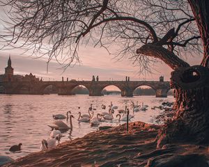 Preview wallpaper bridge, river, swans, branches