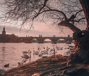 Preview wallpaper bridge, river, swans, branches