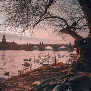 Preview wallpaper bridge, river, swans, branches