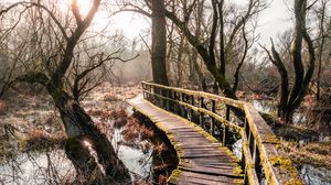 Preview wallpaper bridge, river, trees, branches