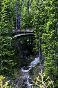 Preview wallpaper bridge, stream, nature, trees