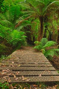 Preview wallpaper bridge, stream, palm trees, ferns, jungle