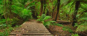 Preview wallpaper bridge, stream, palm trees, ferns, jungle