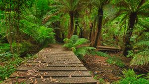 Preview wallpaper bridge, stream, palm trees, ferns, jungle