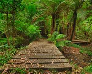 Preview wallpaper bridge, stream, palm trees, ferns, jungle