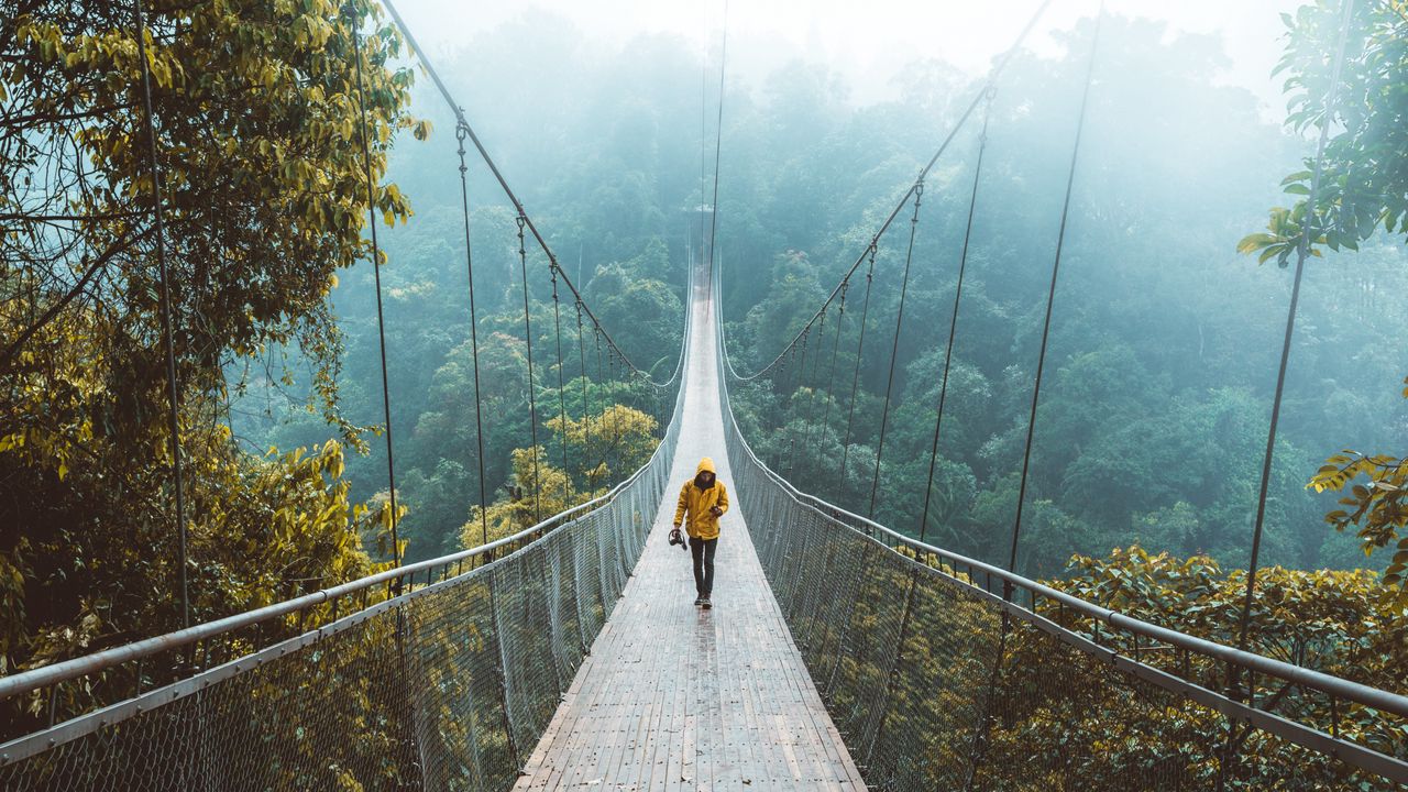 Wallpaper bridge, suspension bridge, loneliness, walk, forest