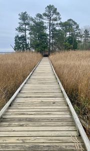 Preview wallpaper bridge, swamp, grass, trees, nature