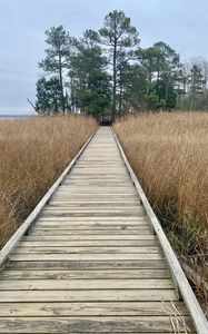 Preview wallpaper bridge, swamp, grass, trees, nature