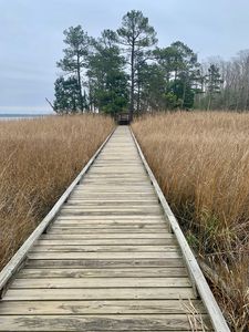 Preview wallpaper bridge, swamp, grass, trees, nature