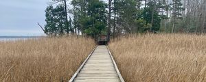 Preview wallpaper bridge, swamp, grass, trees, nature