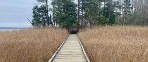 Preview wallpaper bridge, swamp, grass, trees, nature