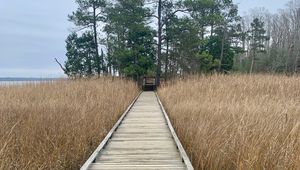 Preview wallpaper bridge, swamp, grass, trees, nature