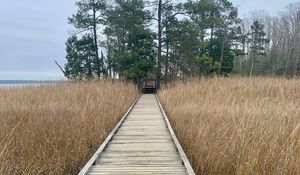 Preview wallpaper bridge, swamp, grass, trees, nature