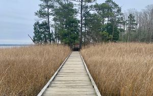 Preview wallpaper bridge, swamp, grass, trees, nature