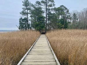 Preview wallpaper bridge, swamp, grass, trees, nature