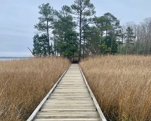 Preview wallpaper bridge, swamp, grass, trees, nature