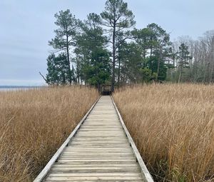 Preview wallpaper bridge, swamp, grass, trees, nature