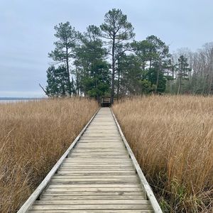 Preview wallpaper bridge, swamp, grass, trees, nature