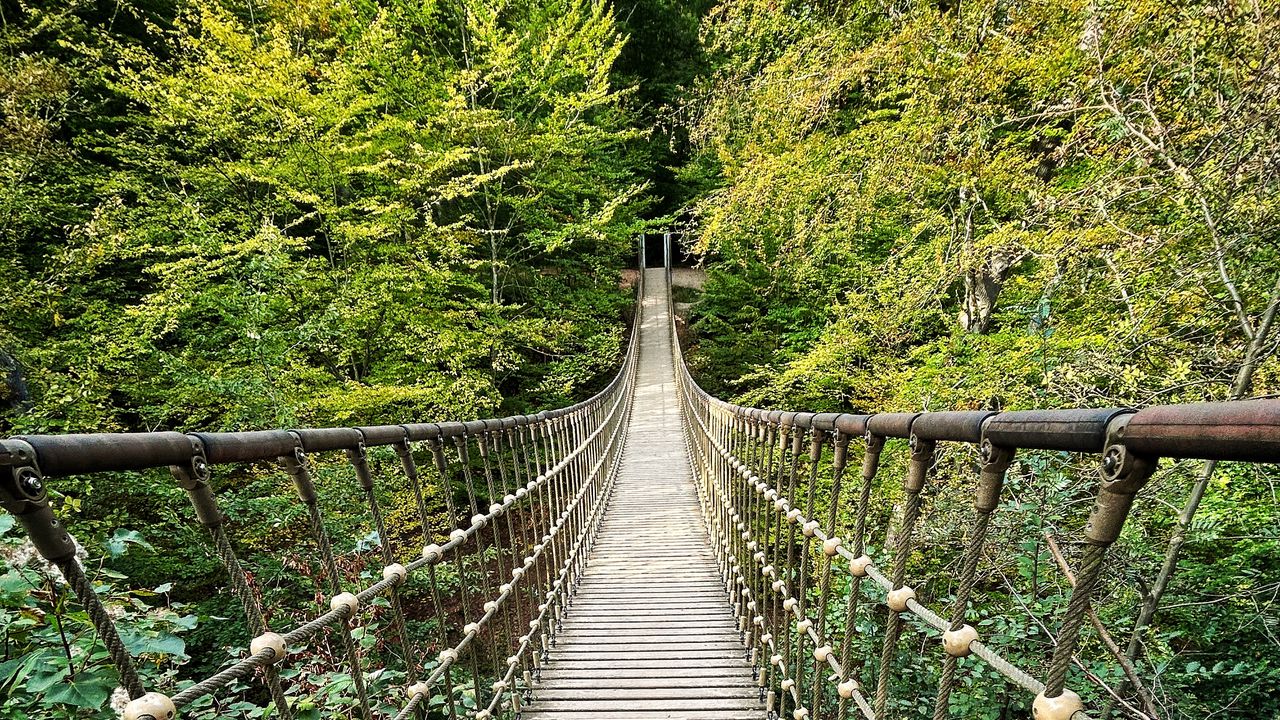 Wallpaper bridge, trees, branches