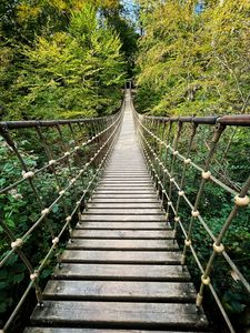 Preview wallpaper bridge, trees, branches