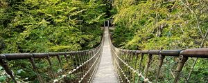 Preview wallpaper bridge, trees, branches