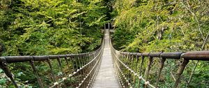 Preview wallpaper bridge, trees, branches