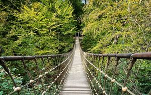 Preview wallpaper bridge, trees, branches