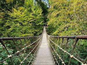 Preview wallpaper bridge, trees, branches