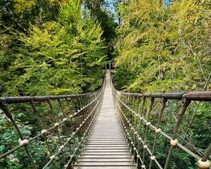 Preview wallpaper bridge, trees, branches