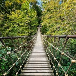 Preview wallpaper bridge, trees, branches