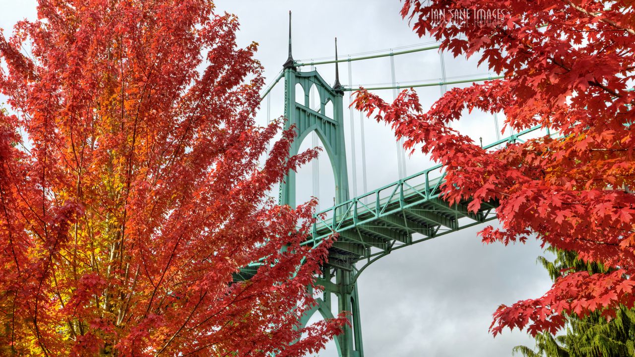 Wallpaper bridge, trees, bright, autumn, cathedral park, portland, oregon