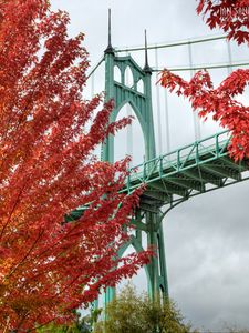 Preview wallpaper bridge, trees, bright, autumn, cathedral park, portland, oregon