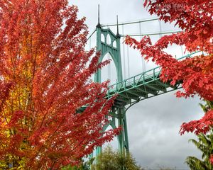 Preview wallpaper bridge, trees, bright, autumn, cathedral park, portland, oregon