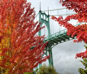 Preview wallpaper bridge, trees, bright, autumn, cathedral park, portland, oregon