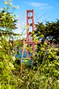 Preview wallpaper bridge, trees, bushes, nature, view