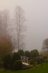 Preview wallpaper bridge, trees, fog, autumn