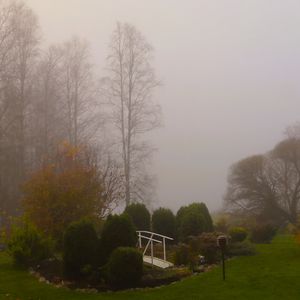 Preview wallpaper bridge, trees, fog, autumn