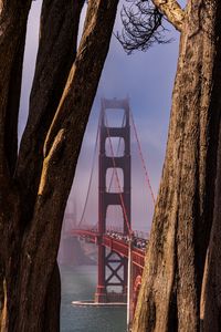 Preview wallpaper bridge, trees, fog, view